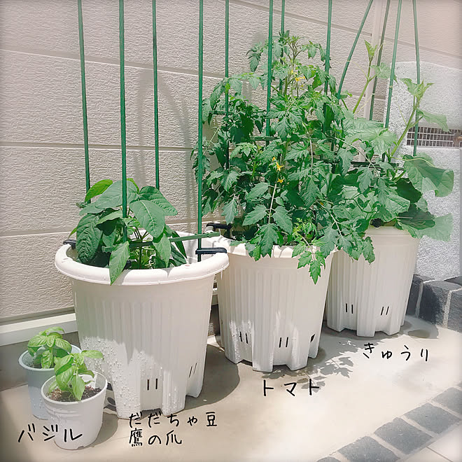 玄関 入り口 マイホーム 楽しみ プランター菜園 鷹の爪 などのインテリア実例 18 05 10 16 08 52 Roomclip ルームクリップ