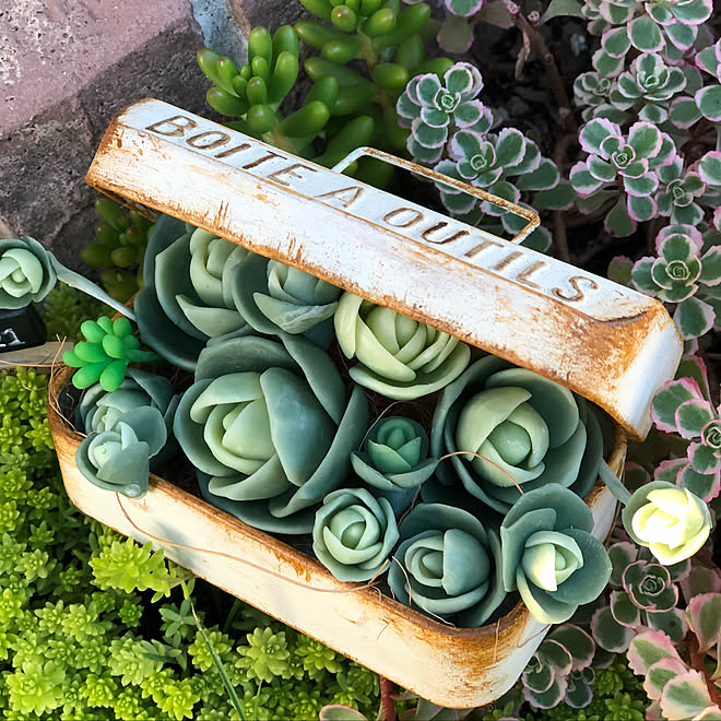 棚 セリアのツールボックス 樹脂粘土 樹脂粘土の多肉植物 Rcの出逢いに感謝 などのインテリア実例 18 08 21 17 53 19 Roomclip ルームクリップ