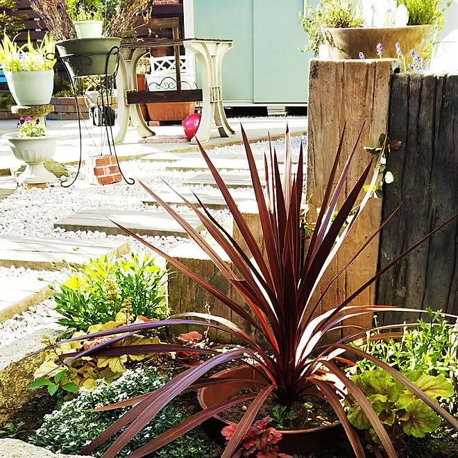 庭 ガーデニング ヒューケラ コルジリネ レッドスターのインテリア実例 06 07 22 06 15 Roomclip ルームクリップ