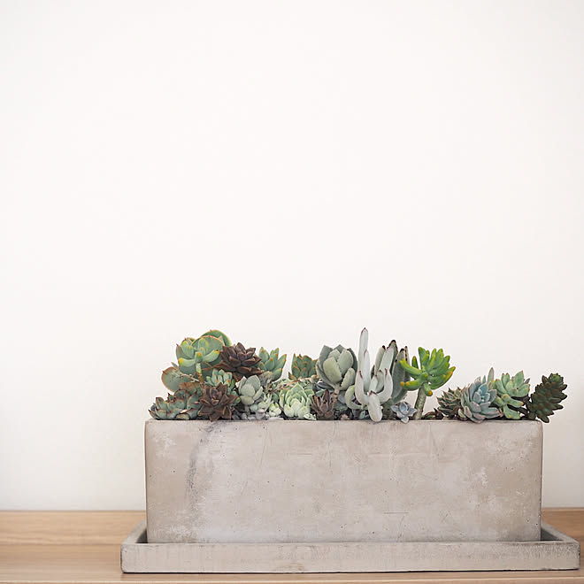 多肉寄せ植え Botanice 植物のある暮らし 多肉植物 ガーデニング などのインテリア実例 09 08 01 55 59 Roomclip ルームクリップ