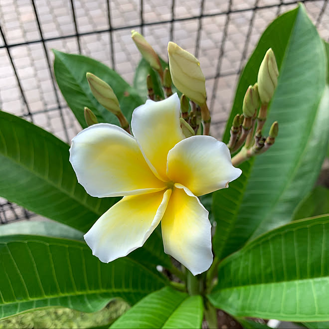 花が咲いた 花がある暮らし プルメリア 観葉植物 ナチュラル などのインテリア実例 09 01 29 12 Roomclip ルームクリップ