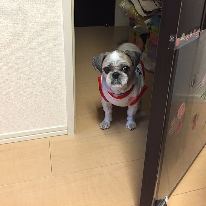 テュピ 老犬 犬バカ夫婦 シーズー犬 私の愛犬 などのインテリア実例 16 09 19 19 11 40 Roomclip ルームクリップ