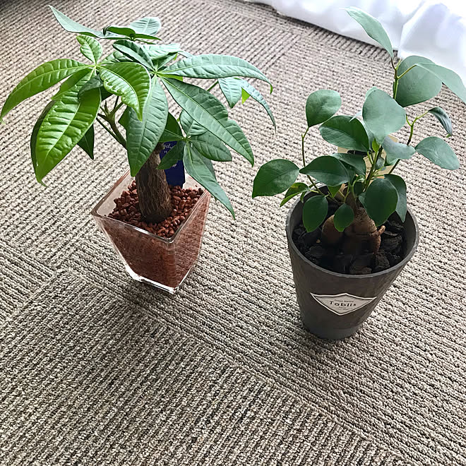 ガジュマル パキラ 一人暮らし ナチュラル 観葉植物 などのインテリア実例 22 08 25 11 26 29 Roomclip ルームクリップ