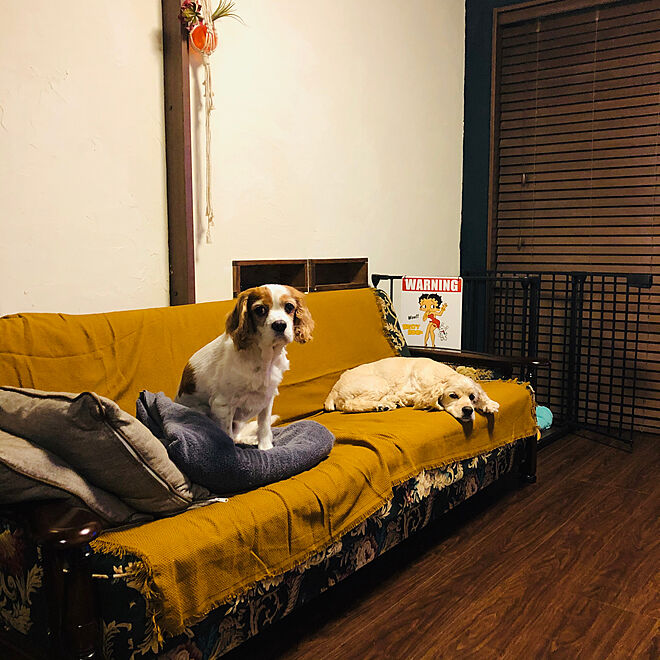 Ikea 犬と暮らす 犬ゲージ 壁漆喰 犬ゲージまわり などのインテリア実例 06 01 22 14 Roomclip ルームクリップ