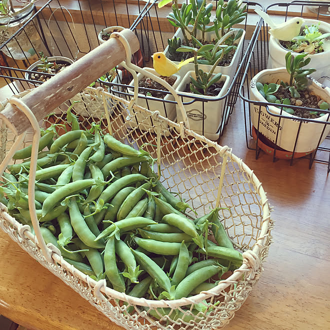 机 朝の窓辺 アンティークかご スナップエンドウ 家庭菜園のインテリア実例 18 05 09 08 52 01 Roomclip ルームクリップ