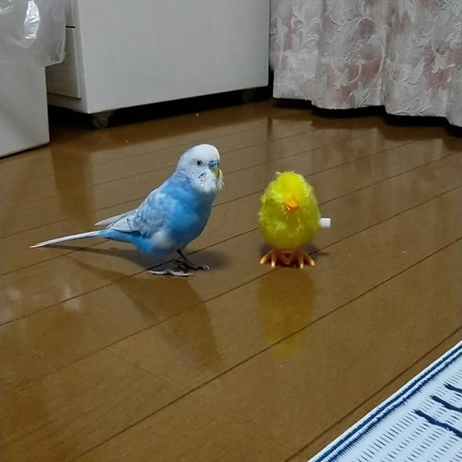 部屋全体 犬 鳥と暮らす Rcの出会いに感謝 セキセイインコ などのインテリア実例 05 10 11 10 27 Roomclip ルームクリップ