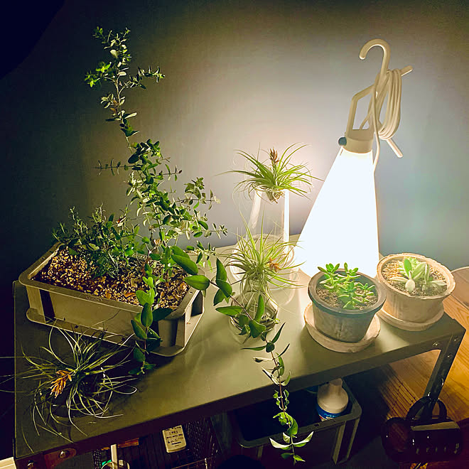 観葉植物 照明 多肉植物 チランジア リビングのインテリア実例 10 19 23 56 23 Roomclip ルームクリップ 観葉植物 照明 多肉植物 チランジア リビングのインテリア実例 10 19 23 56 23 Roomclip ルームクリップ