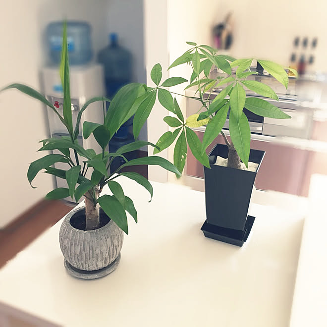 リビング ダイソーの観葉植物 ダイソーの観葉植物大っきくなりました 観葉植物増やし中 観葉植物のある暮らし などのインテリア実例 18 07 31 15 41 14 Roomclip ルームクリップ