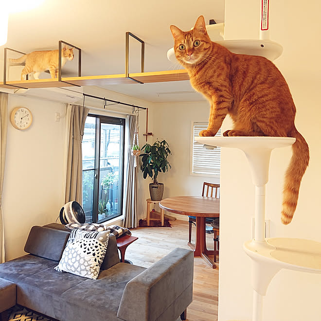 部屋全体/ペットと暮らすインテリア/ねこと暮らす/吊り戸棚/ねこのいる日常&hellip;などのインテリア実例 20210525 2140