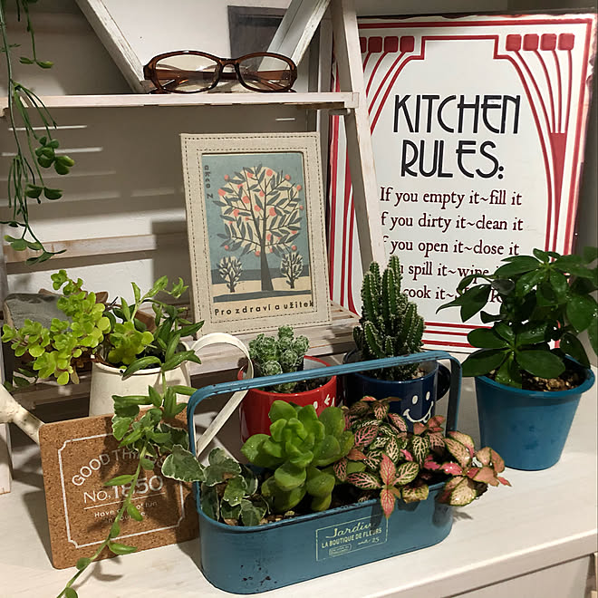 雑貨を楽しむ 玄関棚 サボテン 育てるって楽しい 多肉植物 などのインテリア実例 09 05 19 22 24 Roomclip ルームクリップ 雑貨を楽しむ 玄関棚 サボテン 育てるって楽しい 多肉植物 などのインテリア実例 09 05 19 22 24 Roomclip ルームクリップ