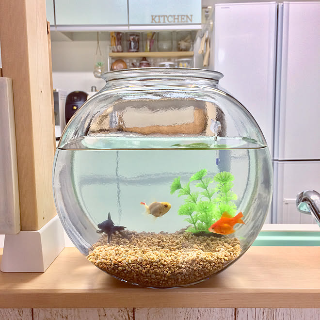 キッチン/太鼓鉢/アクアリウム 金魚/アクアリウム初心者/アクアリウム&hellip;などのインテリア実例 20180509 230742