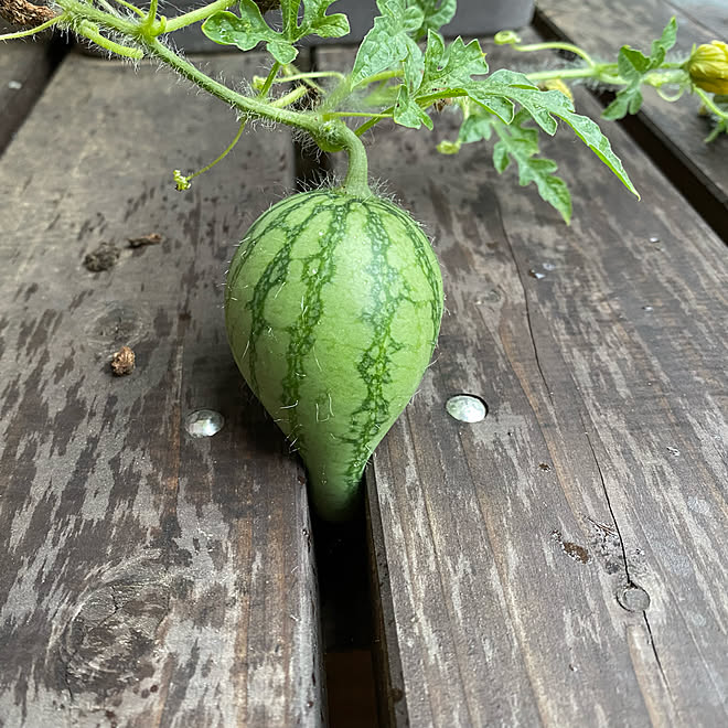 ウッドデッキ 小玉スイカ ピノガール プランター栽培 珍百景 などのインテリア実例 22 08 05 12 36 24 Roomclip ルームクリップ