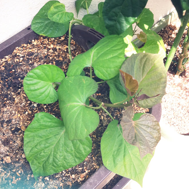 部屋全体 さつまいも プランター栽培 プランター菜園 家庭菜園の暮らし などのインテリア実例 22 09 29 28 15 Roomclip ルームクリップ 部屋全体 さつまいも プランター栽培 プランター菜園 家庭菜園の暮らし などのインテリア実例 22 09 29 28 15 Roomclip ルームクリップ