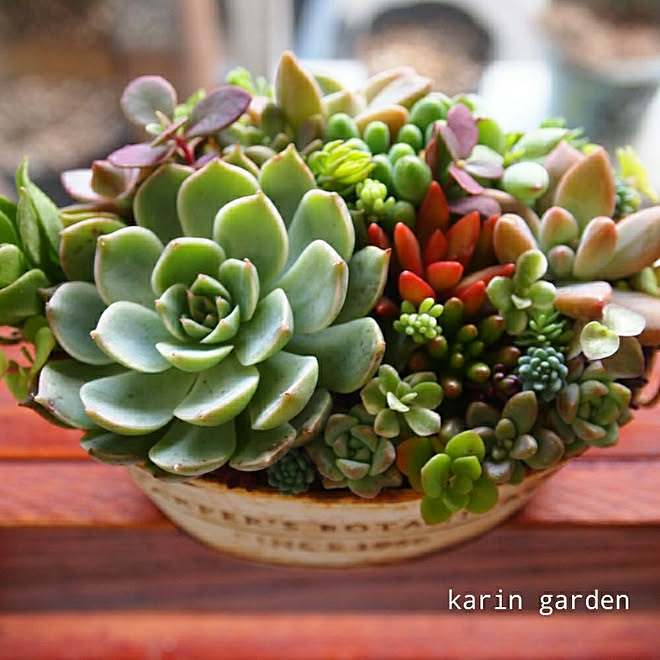 リビング 多肉 癒し 多肉植物 可愛い などのインテリア実例 19 10 24 07 55 09 Roomclip ルームクリップ