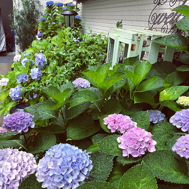 雨上がりの紫陽花 雨上がりの気持ちいい朝 プチプラガーデニング 紫陽花ガーデン 紫陽花 などのインテリア実例 06 07 12 28 Roomclip ルームクリップ