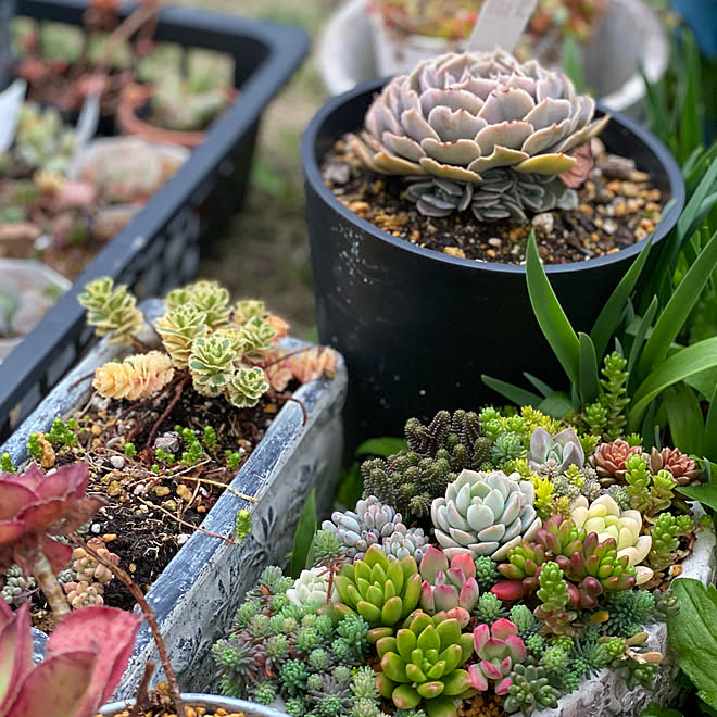 多肉植物寄せ植え 築30年超 No Green No Life インスタはdainaorei12 Diy などのインテリア実例 22 04 05 17 48 28 Roomclip ルームクリップ