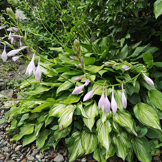 庭 ホスタの花 季節の花 癒し 植物のある暮らし などのインテリア実例 21 06 22 17 39 07 Roomclip ルームクリップ