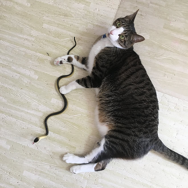 効果あり 鳩対策 猫と暮らす ダイソー リビングのインテリア実例 19 03 17 09 13 15 Roomclip ルームクリップ