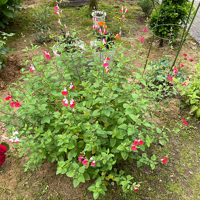 風になびくのが好き 毎年咲く花 蒸し暑い チェリーセージ ホットリップス 曇り22 などのインテリア実例 21 06 08 10 19 09 Roomclip ルームクリップ