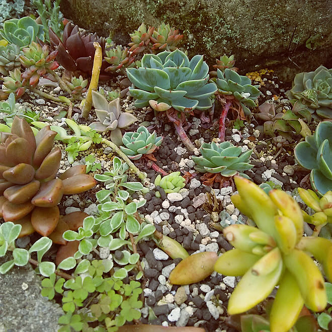 玄関 入り口 多肉植物 地植え多肉 多肉よせ植えのインテリア実例 04 19 09 46 22 Roomclip ルームクリップ