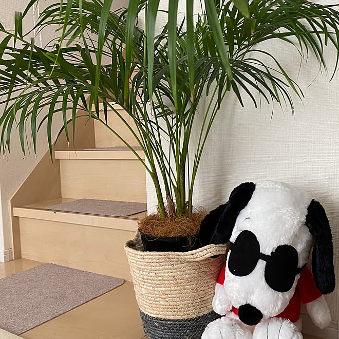 カインズホーム観葉植物 スヌーピーlove すくすく成長中 スヌーピー アレカヤシ などのインテリア実例 22 04 19 13 27 46 Roomclip ルームクリップ