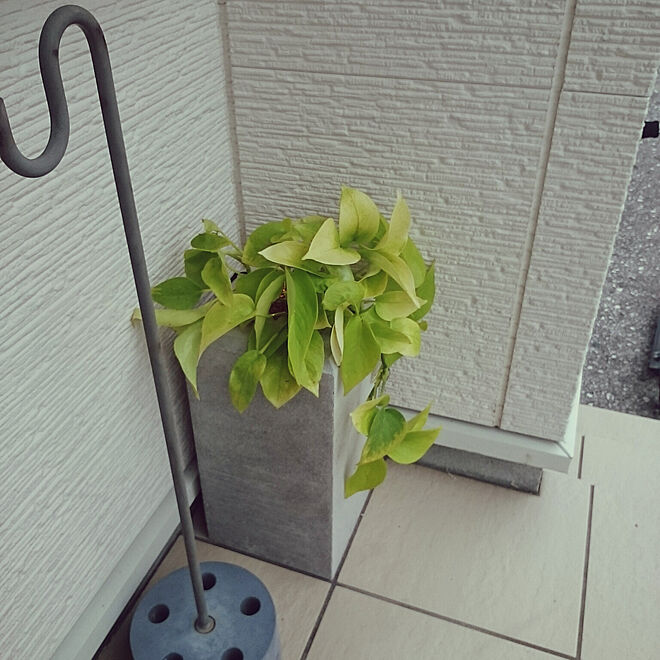 玄関 入り口 ポトス 観葉植物 鉢植え Diy などのインテリア実例 05 30 16 58 30 Roomclip ルームクリップ