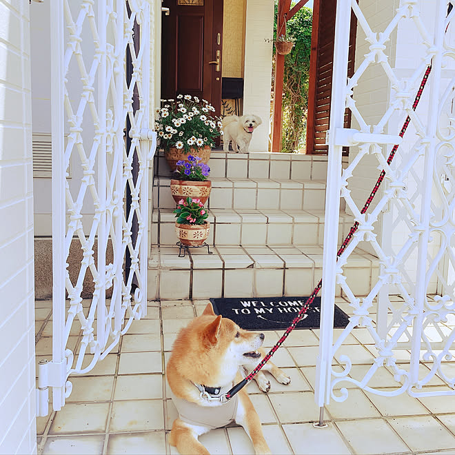 玄関前 玄関マット ミックス犬 柴犬がいる家 いぬと暮らす などのインテリア実例 21 06 27 11 06 46 Roomclip ルームクリップ