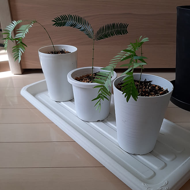 ベッド周り 建売住宅 建て売りでもお洒落にしたい 観葉植物 エバーフレッシュ などのインテリア実例 09 29 10 50 21 Roomclip ルームクリップ