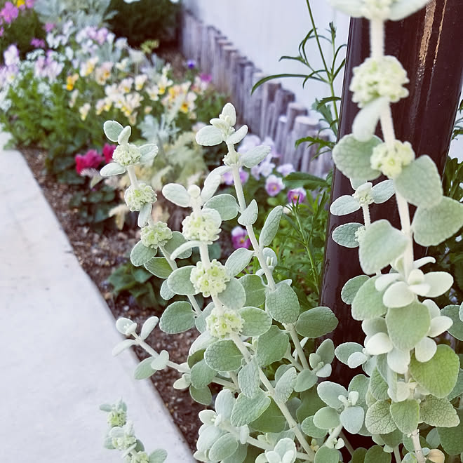 バロータキャンディア ベッド周り ガーデニング 玄関のインテリア実例 18 05 22 10 45 44 Roomclip ルームクリップ