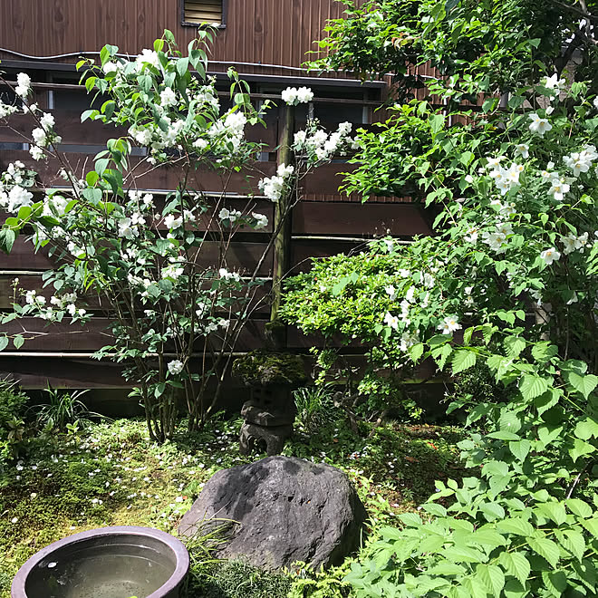 部屋全体/和風/番外編/バイカウツギ/庭にいかが？などのインテリア 