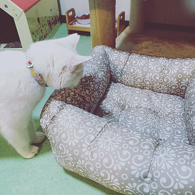100均クッション/100均リメイク/ねこのいる暮らし/ねこのいる風景/ねこのいる日常...などのインテリア実例 - 2019-11-14 17:40:31