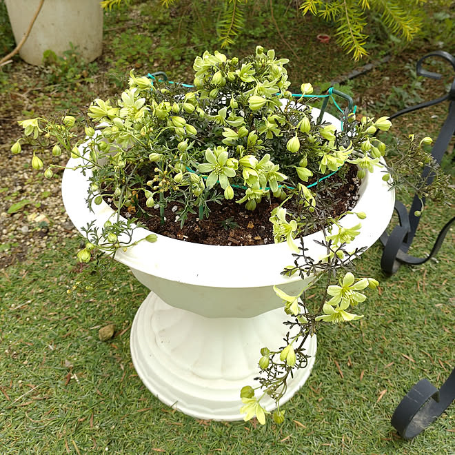 玄関 入り口 クレマチス ペトリエイ 今日は植え替えの日 暖かくて を通り越して暑い 春うらら などのインテリア実例 22 03 25 13 33 45 Roomclip ルームクリップ