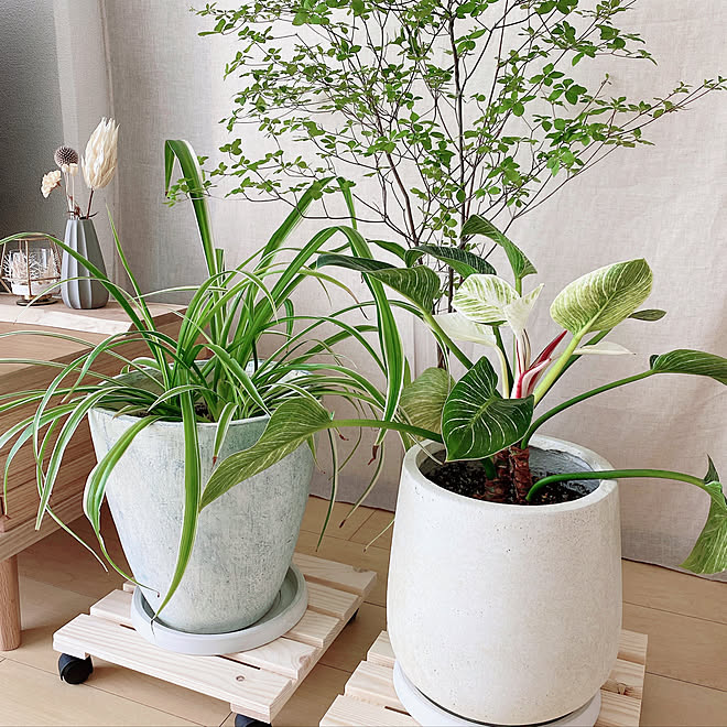 フィロデンドロンバーキン オリヅルラン 植え替え コットンリネン 心地よい暮らし などのインテリア実例 22 06 30 11 17 41 Roomclip ルームクリップ