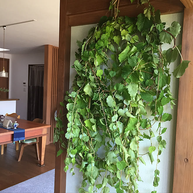 ツタ 植物のある暮らし 部屋全体のインテリア実例 08 14 13 12 13 Roomclip ルームクリップ ツタ 植物のある暮らし 部屋全体のインテリア実例 08 14 13 12 13 Roomclip ルームクリップ