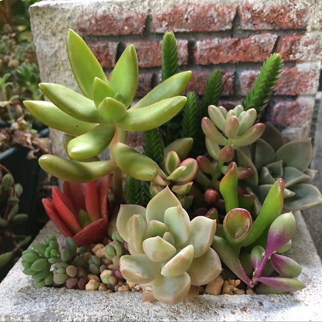 植木鉢 レンガ Diy ハンドメイド ペイント などのインテリア実例 18 05 21 23 00 Roomclip ルームクリップ