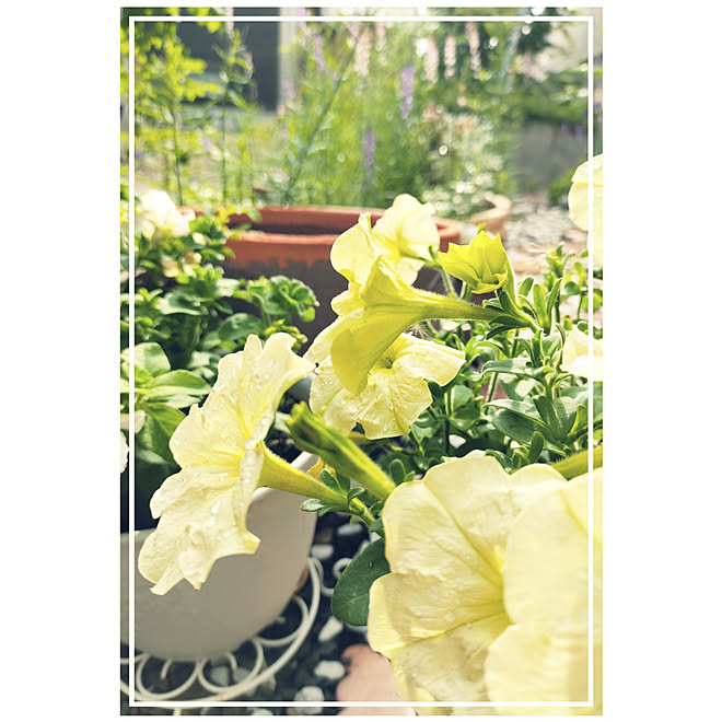 インパチェンス レモンイエローのペチュニア 去年つくった裏庭 種から育てる のインテリア実例 21 06 24 08 30 32 Roomclip ルームクリップ