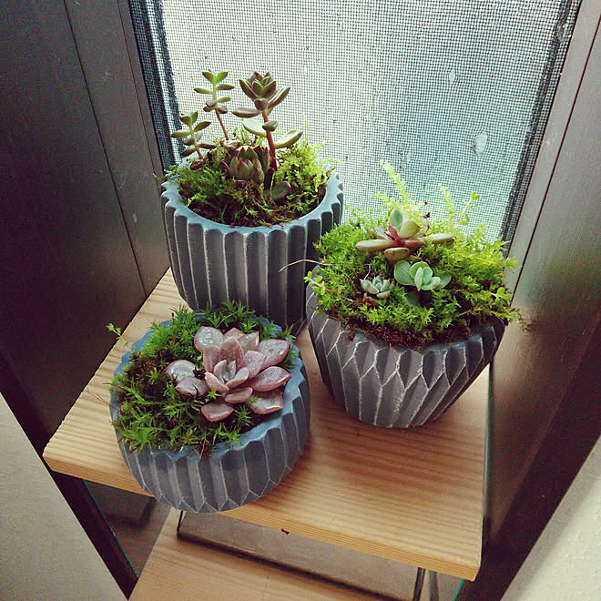 バス トイレ いいね ありがとうございます 多肉植物 苔 植物のある暮らしのインテリア実例 21 05 22 17 40 38 Roomclip ルームクリップ
