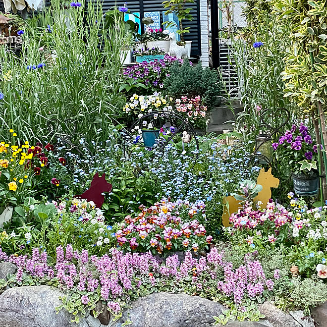 花を絶やさない庭にしたい 寄せ植え ビオラの寄せ植え 花壇 アジュガ などのインテリア実例 21 04 15 31 15 Roomclip ルームクリップ