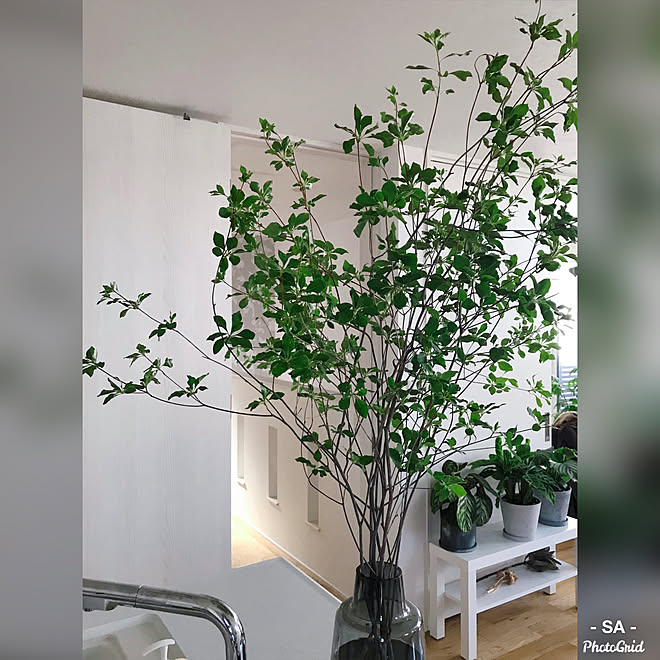 観葉植物 フラワーベース 2階リビング フローラ ホルムガート 枝物 などのインテリア実例 05 11 21 37 09 Roomclip ルームクリップ 観葉植物 フラワーベース 2階リビング フローラ ホルムガート 枝物 などのインテリア実例 05 11 21 37 09 Roomclip ルームクリップ