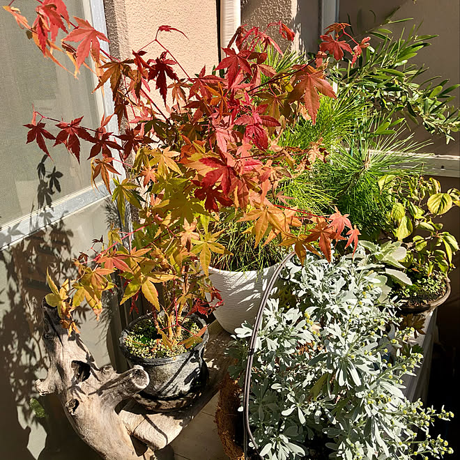 お部屋にお邪魔できなくてゴメンナサイ 紅葉してます もみじの鉢植え いつもいいねやコメントありがとう ベランダガーデン などのインテリア実例 11 16 19 32 04 Roomclip ルームクリップ