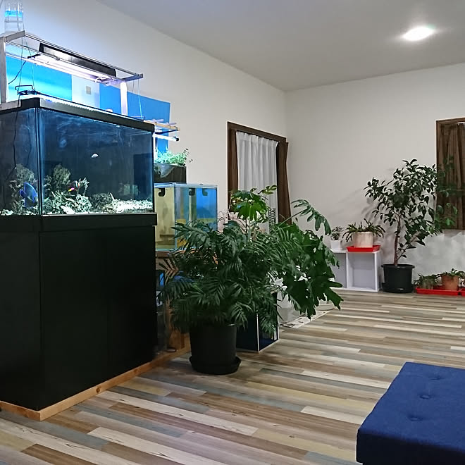 リビング 水槽 植物のある部屋 観葉植物 照明のインテリア実例 19 05 07 19 01 05 Roomclip ルームクリップ