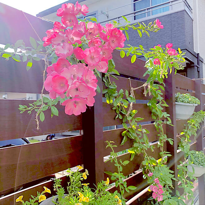 驚くばかり花 かわいい 癒し 画像 全イラスト集 驚くばかり花 かわいい 癒し 画像 全イラスト集