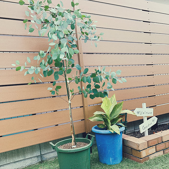 緑増殖計画 庭 庭木 ユーカリ 花壇ｄｉｙ などのインテリア実例 21 08 18 14 56 38 Roomclip ルームクリップ