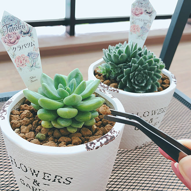 植物のある暮らし ベランダ ベランダガーデニング ベランダガーデン 多肉 などのインテリア実例 04 21 22 57 59 Roomclip ルームクリップ