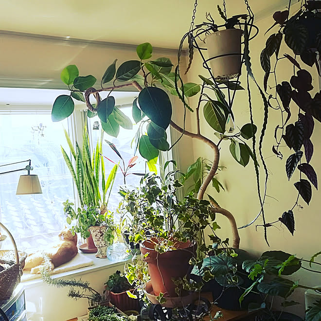 リビング みどりのある暮らし 植物のある部屋 ガーデニング オアシス などのインテリア実例 03 13 05 03 56 Roomclip ルームクリップ