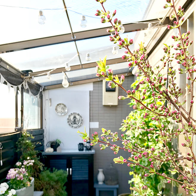 玄関 入り口 サンルーム 庭桜 ガーデンルーム Diy などのインテリア実例 18 03 14 08 48 53 Roomclip ルームクリップ