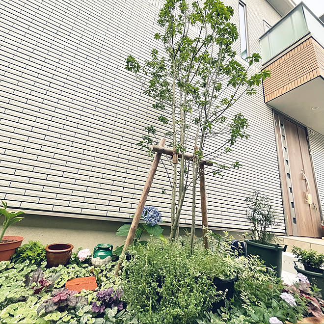 シンボルツリー 庭 ガーデニング ナチュラル 北欧 などのインテリア実例 22 07 18 18 19 24 Roomclip ルームクリップ シンボルツリー 庭 ガーデニング ナチュラル 北欧 などのインテリア実例 22 07 18 18 19 24 Roomclip ルームクリップ