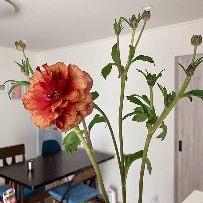 切花 ラナンキュラス ラックス 花のある暮らし 癒し 季節の花 などのインテリア実例 22 02 25 11 58 58 Roomclip ルームクリップ