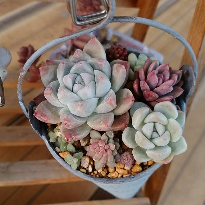 バス トイレ サンルーム No Green No Life 多肉植物 多肉植物 寄せ植え などのインテリア実例 19 01 18 07 Roomclip ルームクリップ