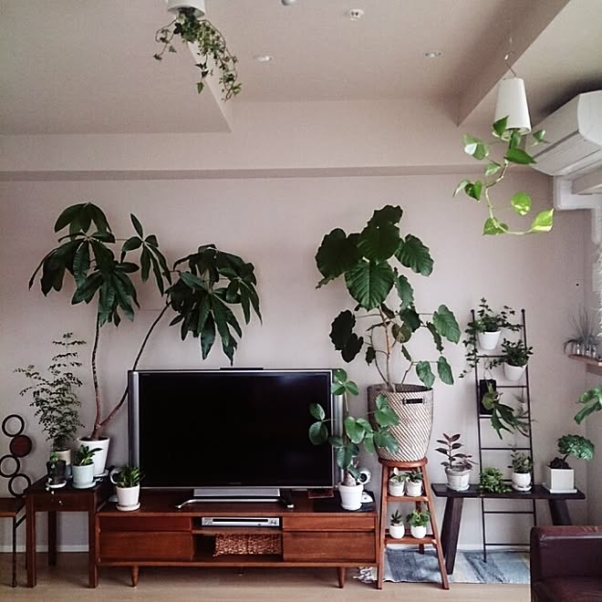リビング/テレビボード/植物/観葉植物/IKEA...などのインテリア実例 20141112 1541